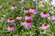 Rozkvetlá Echynacea