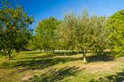 Backyard Orchard